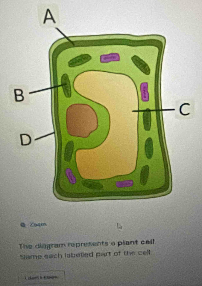 Zoạm 
The disgram represents a plant cell 
Name each isbelled part of the cell