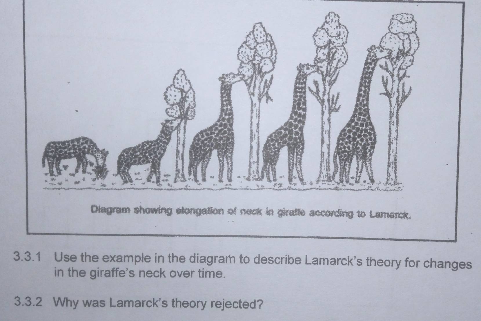 Diagram showing elongation of neck in giraffe according to Lamarck. 
3.3.1 Use the example in the diagram to describe Lamarck's theory for changes 
in the giraffe's neck over time. 
3.3.2 Why was Lamarck's theory rejected?