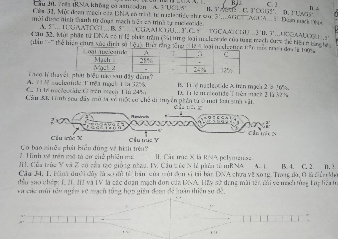 Trên tRNA không có anticodon. A. 3'UGU5'. B. 3^,Aet5^,.C.3^,CGG5^, B, 2. C. 3.
D. 4.
D. 3^,UAG5^,. a
Câu 31. Một đoạn mạch của DNA có trình tự nucleotide như sau: 3^(^,) …AGCTTAGCA... 5'. Đoạn mạch DNA
mới được hình thành từ đoạn mạch trên có trình tự nucleotide:
A. 5^(·) …TCGAATCGT… B. 5^(·).UCGAAUCGU…. 3^..C.5^..TGCAATCGU.. 3^(^,)D 3^(^,).UCGAAUCGU...5°.
Câu 32. Một phân tử DNA có tỉ lệ phần trăm (%) từng loại nucleotide của từng mạch được thể hiện ở băng bên
đấu *” thể hiện chưa xác định số liệu). Biết rằ mỗi mạch đơn là 100%.
Theo lí thuu đây đúng?
A. Tỉ lệ nucleotide T trên mạch 1 là 32%. B. Tỉ lệ nucleotide A trên mạch 2 là 36%.
C. Tỉ lệ nucleotide G trên mạch 1 là 24%. D. Tỉ lệ nucleotide T trên mạch 2 là 32%.
Câu 33. Hinh sau đây mô tả về một cơ chế di truyền phân tử ở một loài sinh vật.
Có bao nhiêu phát biểu đúng về hình trên?
I. Hình vẽ trên mô tả cơ chế phiên mã. II. Cầu trúc X là RNA polymerase.
III. Cầu trúc Y và Z có cầu tạo giống nhau. IV. Cầu trúc N là phân tử mRNA. A. 1. B. 4. C. 2. D. 3.
Câu 34. 1. Hình dưới đây là sơ đồ tái bản của một đơn vị tái bản DNA chưa vẽ xong. Trong đó, O là điểm khỏ
đầu sao chép: I. II. III và IV là các đoạn mạch đơn của DNA. Hãy sử dụng mũi tên dài vẽ mạch tổng hợp liên tự
và các mũi tên ngắn vẽ mạch tổng hợp gián đoạn đề hoàn thiện sơ đồ.
1 
3'