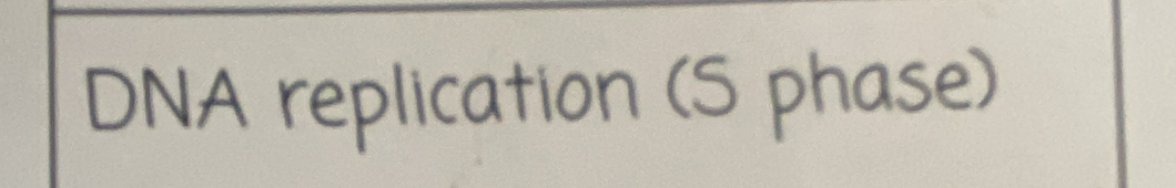 DNA replication (S phase)