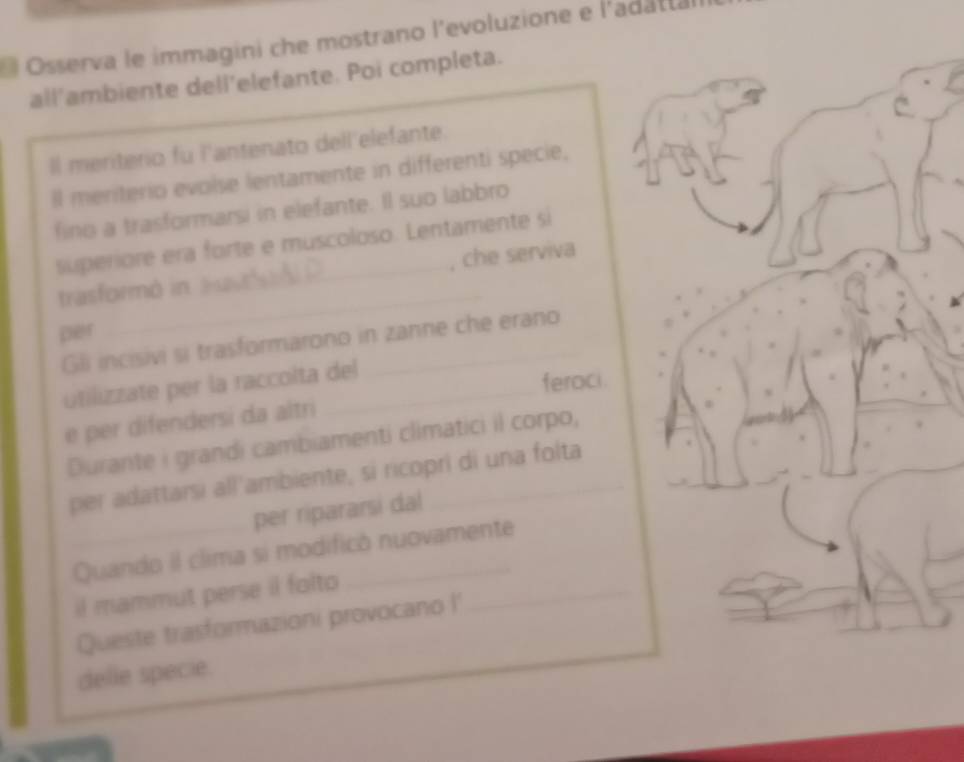 Osserva le immagini che mostrano l'evoluzione e l'adatta 
all'ambiente dell'elefante. Poi completa. 
Il meriterio fu i'antenato dell'elefante. 
Il meriterio evoise lentamente in differenti specie, 
fino a trasformarsi in elefante. Il suo labbro 
superiore era forte e muscoloso. Lentamente si 
trasformó in che serviva 
per 
_ 
Gli incisivi si trasformarono in zanne che erano 
utilizzate per la raccolta del 
feroci. 
e per difendersi da altri 
Durante i grandi cambiamenti climatici il corpo, 
per adattarsi all'ambiente, si ricopri di una folta 
per ripararsi dal 
_Quando il clima si modificó nuovamente 
il mammut perse il folto_ 
Queste trasformazioni provocano I' 
delle specie.