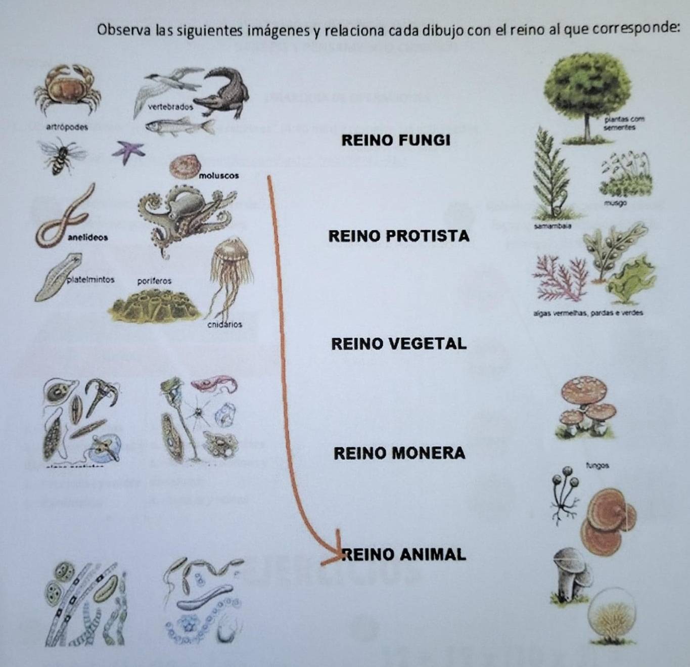 Resuelto:Observa las siguientes imágenes y relaciona cada dibujo con el  reino al que corresponde: v