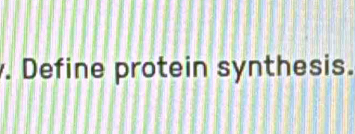 Define protein synthesis.