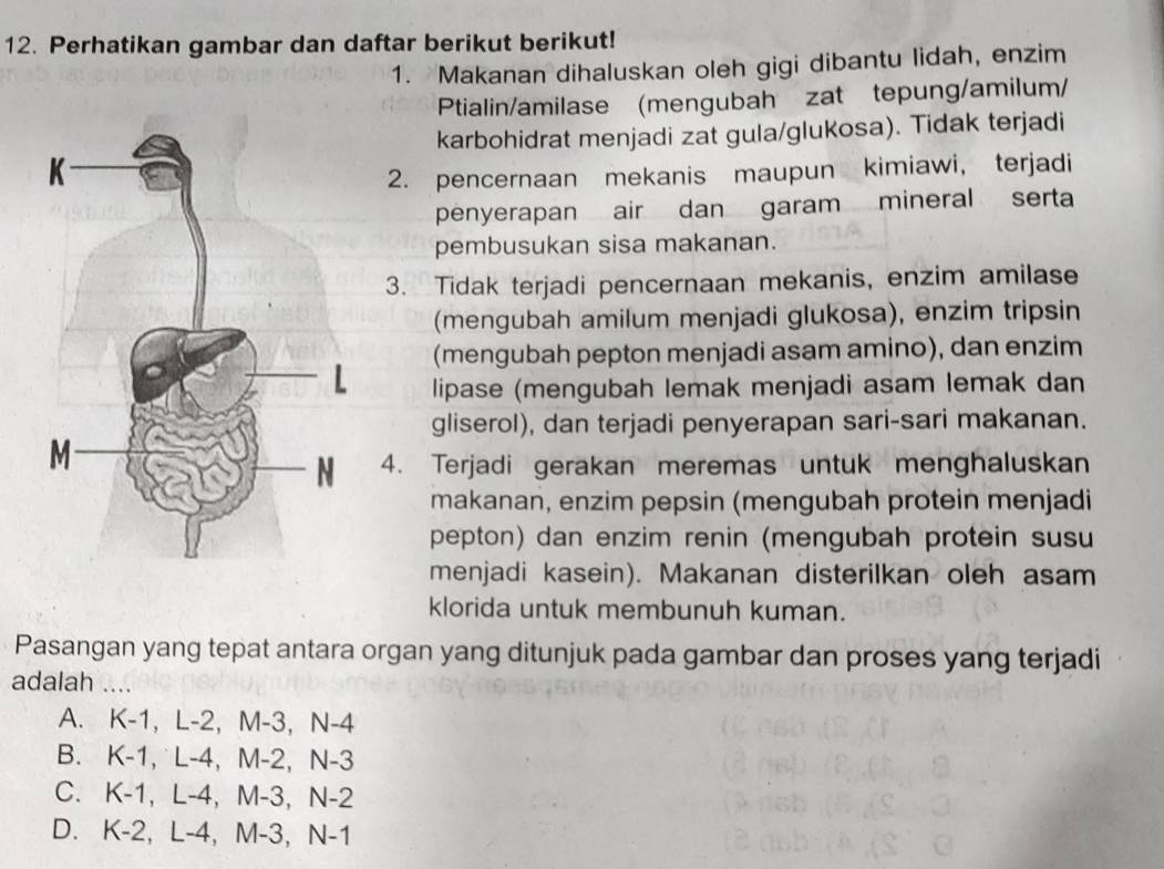 Perhatikan gambar dan daftar berikut berikut!
1. Makanan dihaluskan oleh gigi dibantu lidah, enzim
Ptialin/amilase (mengubah zat tepung/amilum/
karbohidrat menjadi zat gula/gluKosa). Tidak terjadi
2. pencernaan mekanis maupun kimiawi, terjadi
penyerapan air dan garam mineral serta
pembusukan sisa makanan.
3. Tidak terjadi pencernaan mekanis, enzim amilase
(mengubah amilum menjadi glukosa), enzim tripsin
(mengubah pepton menjadi asam amino), dan enzim
lipase (mengubah lemak menjadi asam lemak dan
gliserol), dan terjadi penyerapan sari-sari makanan.
4. Terjadi gerakan meremas untuk menghaluskan
makanan, enzim pepsin (mengubah protein menjadi
pepton) dan enzim renin (mengubah protein susu
menjadi kasein). Makanan disterilkan oleh asam
klorida untuk membunuh kuman.
Pasangan yang tepat antara organ yang ditunjuk pada gambar dan proses yang terjadi
adalah ....
A. K-1, L-2, M-3, N-4
B. K-1, L-4, M-2, N-3
C. K-1, L-4, M-3, N-2
D. K-2, L-4, M-3, N-1