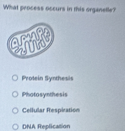 What process occurs in this organelle?
Protein Synthesis
Photosynthesis
Cellular Respiration
DNA Replication