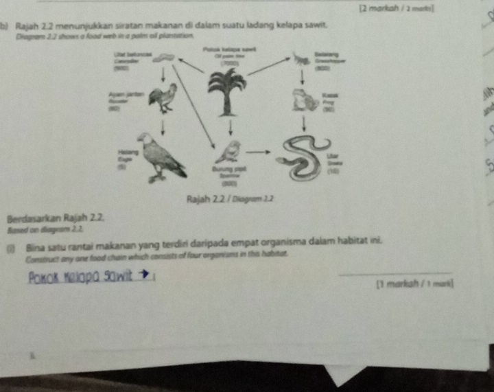 [2 markah / 2 marki] 
b) Rajah 2.2 menunjukkan siratan makanan di dalam suatu ladang kelapa sawit. 
Diagram 2:2 shows a food web in a palm all plantation, 
Berdasarkan Rajah 2.2. 
Based on diagnam 2, 2, 
(i) Bina satu rantai makanan yang terdiri daripada empat organisma dalam habitat ini. 
Construct any one food chain which consists of four organisms in this habitat. 
Pokok Kelopa sawit 
_ 
[1 marksh / 1 mark]