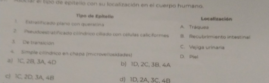 ducial el tipo de epitelio con su localización en el cuerpo humano.
Tipo de Epitelio Localización
Estratificado plano con queratina A. Tráquea
2 Pseudoestratificado cilíndrico ciliado con células caliciformes B. Recubrimiento intestinal
3. De transición C. Vejiga urinaria
4 Simple cilíndrico en chapa (microvellosidades) D. Piel
a) 1C, 2B, 3A, 4D b) 1D, 2C, 3B, 4A
c) 1C, 2D, 3A, 4B d) 1D, 2A, 3C, 4B