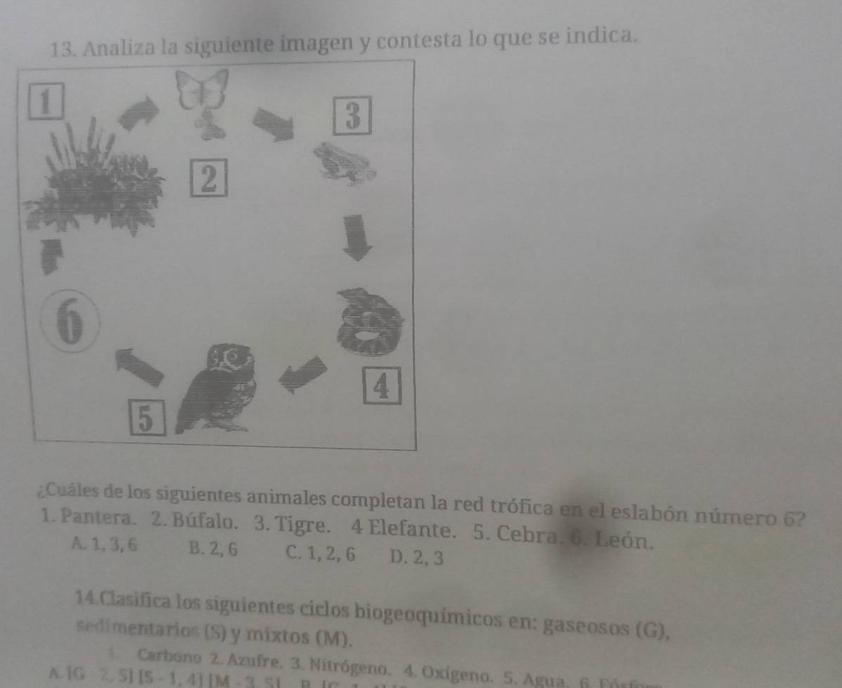 Analiza la siguiente imagen y contesta lo que se indica.
¿Cuáles de los siguientes animales completan la red trófica en el eslabón número 6?
1. Pantera. 2. Búfalo. 3. Tigre. 4 Elefante. 5. Cebra. 6. León.
A. 1, 3, 6 B. 2, 6 C. 1, 2, 6 D. 2, 3
14.Clasifica los siguientes ciclos biogeoquímicos en: gaseosos (G),
sedimentarios (S) y mixtos (M).
* Carbono 2. Azufre. 3. Nitrógeno. 4. Oxígeno. 5. Agua, 6. Fórfo
A. [G2,5][5-1,4] [M-351