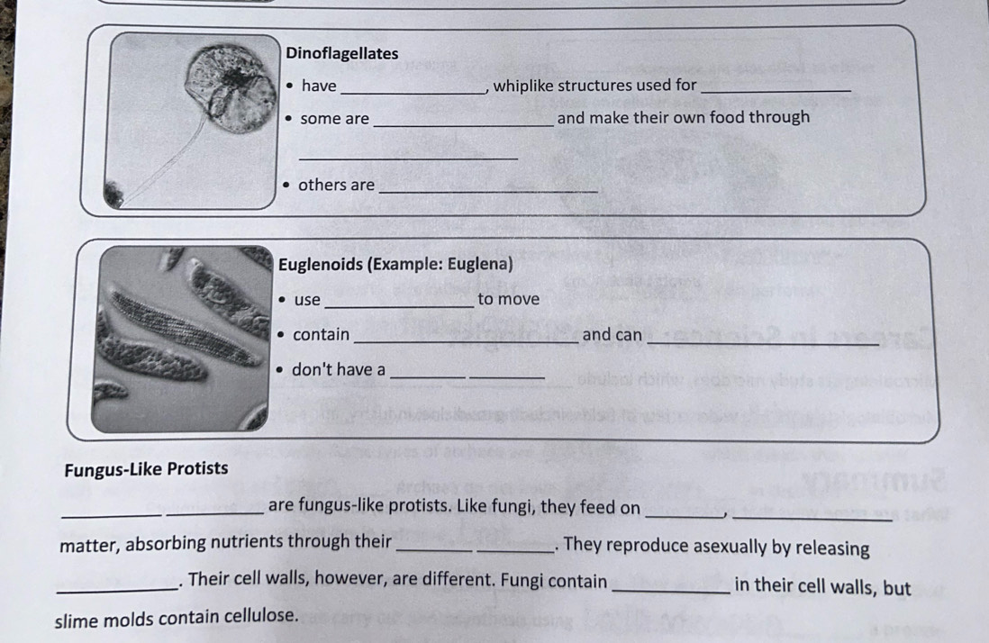 Dinoflagellates 
have _, whiplike structures used for_ 
some are _and make their own food through 
_ 
others are_ 
Euglenoids (Example: Euglena) 
use _to move 
_ 
contain _and can 
don't have a_ 
_ 
Fungus-Like Protists 
_ 
_are fungus-like protists. Like fungi, they feed on_ 
_ 
matter, absorbing nutrients through their __. They reproduce asexually by releasing 
_. Their cell walls, however, are different. Fungi contain _in their cell walls, but 
slime molds contain cellulose.