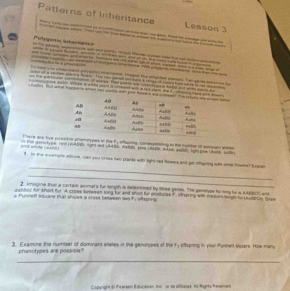 Patterns of Inheritance Lesson 3
lilary id to are dnermrred by a combination of more than one gene. lead the passage and study she
Purnett squake below. Then usn the lines below to anlwer the questions iim fullow the Fonnelt saver
Polygenic Inheritance
In his genetic experments with plls plants. Gregor Mendel studied traits that had distes premotioes
white or purple flowers amaoth of wended skin, and so on. But many traits fooed in e passes
are more complex and diverte. Humans are nol eitter tae or shert instead, there is a wse range af
contnbules to a phenotype
possible heights— an emariple of bolygenic inheritance. With polygemic intentence, more thee cre gene
To help you understand polygenic intertance, imagins this simplified scemand. Two genes deferne the
coior of a certain plant's flower The two genes produce a range of colors from white to red dependieg
on the particular combination of aileles. Red plants are homozygous AABB and white plants are
romozygous dabb. When a white plant is crossed with a red plant the F, offscring have pink flowers
(AaBh) But what happens when (wo plants with pink flowers are crossed belnw
There are five sible phenotypes in the F offspring, corresponding to the number of dominant alleles 
in the genotype red (AABB) light red (AABb, AaBB), pink (AbBb, AAbb, aaBB), light pink (Aabb, aaBs)
and white (aabb)
_
1. In the example above can you cross two plants with light-red flowers and get offspring with white flowers? Explain
_
2, Imagine that a certain animal's fur length is determined by three genes. The genotype for long fur is AABBCC and
aabbcc for short fur A cross between long fur and short fur produces F, offspring with medium-length fur (4aBSC) Draw
a Punnett square that shows a cross between two F_1 offspring
3. Examine the number of dominant alleles in the genotypes of the F_2 offspring in your Punnett square. How many
phenotypes are possible?
_
_
Copyright @ Pearson Education Inc or its affiliates All Rights Reserved