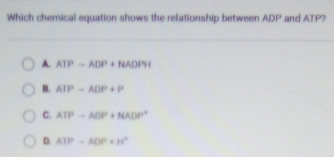 Which chemical equation shows the relationship between ADP and ATP?
A. ATPto ADP+NADPH
B. ATPrightarrow ADP+P
C. ATPto ADP+NADP^+
D. ATP-ADP+H^+