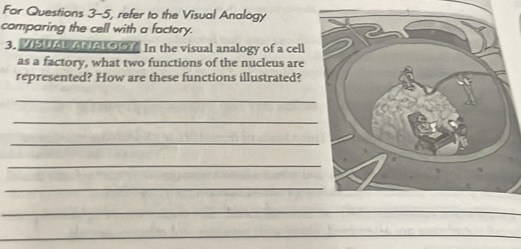 For Questions 3-5, refer to the Visual Analogy 
comparing the cell with a factory. 
3. VSUAL ALAL OGY In the visual analogy of a cell 
as a factory, what two functions of the nucleus are 
represented? How are these functions illustrated? 
_ 
_ 
_ 
_ 
_ 
_ 
_