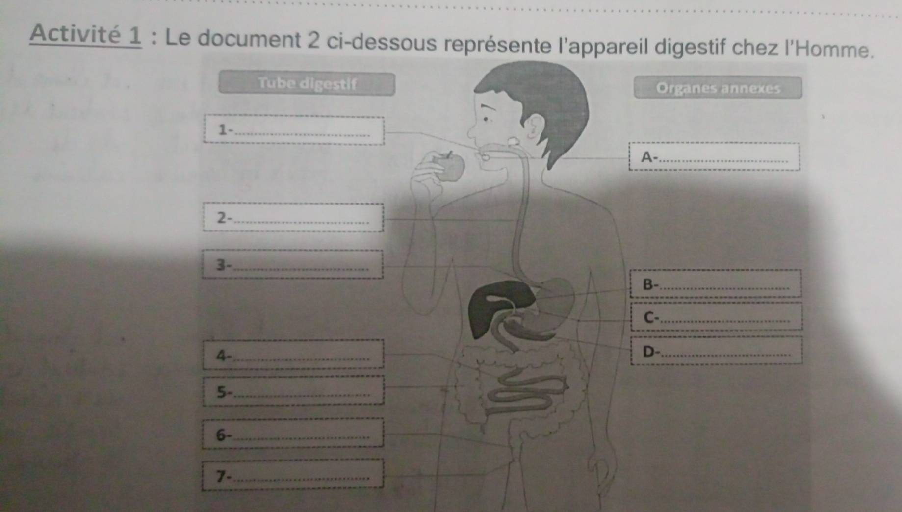 Activité 1 : Le document 2 ci-dessous représente l'appareil digestif chez l'Homme. 
Tube digestif Organes annexes 
_ 1· 
_ A- 
2-_ 
3-_ 
B- _ 
_ C- 
_ 4- 
D-_ 
5- _ 
_ 6. 
7-_