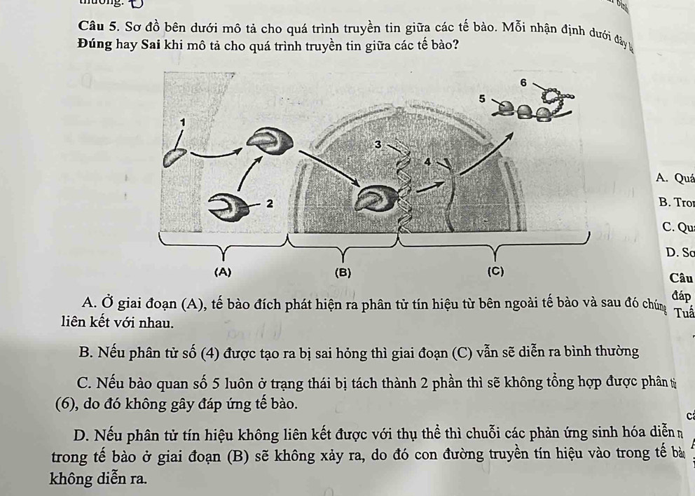 thuong.
Câu 5. Sơ đồ bên dưới mô tả cho quá trình truyền tin giữa các tế bào. Mỗi nhận định dưới đây y
Đúng hay Sai khi mô tả cho quá trình truyền tin giữa các tế bào?
A. Quá
B. Tro
C. Qu
D. So
Câu
đáp
A. Ở giai đoạn (A), tế bào đích phát hiện ra phân tử tín hiệu từ bên ngoài tế bào và sau đó chún Tuấ
liên kết với nhau.
B. Nếu phân tử số (4) được tạo ra bị sai hỏng thì giai đoạn (C) vẫn sẽ diễn ra bình thường
C. Nếu bào quan số 5 luôn ở trạng thái bị tách thành 2 phần thì sẽ không tổng hợp được phân tỷ
(6), do đó không gây đáp ứng tế bào.
c
D. Nếu phân tử tín hiệu không liên kết được với thụ thể thì chuỗi các phản ứng sinh hóa diễnh
trong tế bào ở giai đoạn (B) sẽ không xảy ra, do đó con đường truyền tín hiệu vào trong tế bà
không diễn ra.