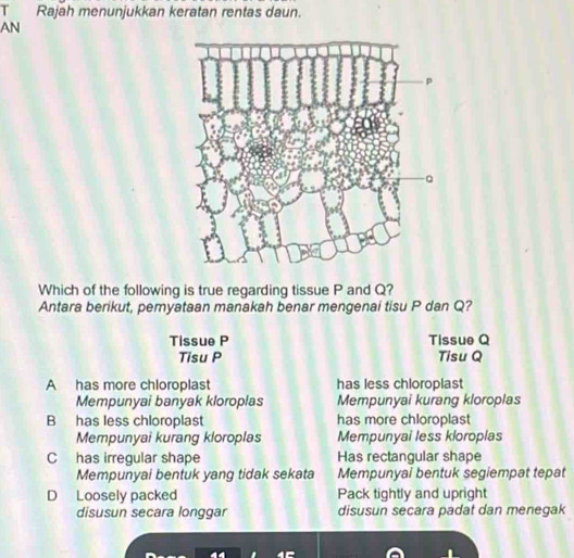 Rajah menunjukkan keratan rentas daun.
AN
Which of the following is true regarding tissue P and Q?
Antara berikut, pemyataan manakah benar mengenai tisu P dan Q?
Tissue P Tissue Q
Tisu P Tisu Q
A has more chloroplast has less chloroplast
Mempunyai banyak kloroplas Mempunyai kurang kloroplas
B has less chloroplast has more chloroplast
Mempunyai kurang kloroplas Mempunyai less kloroplas
C has irregular shape Has rectangular shape
Mempunyai bentuk yang tidak sekata Mempunyai bentuk segiempat tepat
D Loosely packed Pack tightly and upright
disusun secara longgar disusun secara padat dan menegak