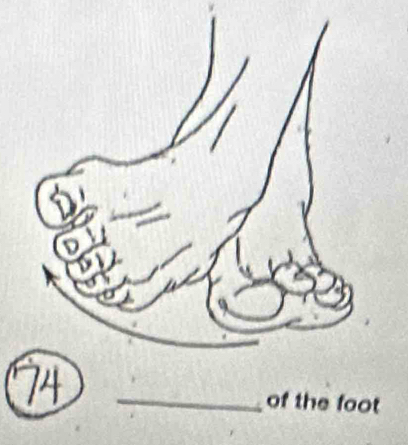 74 of the foot