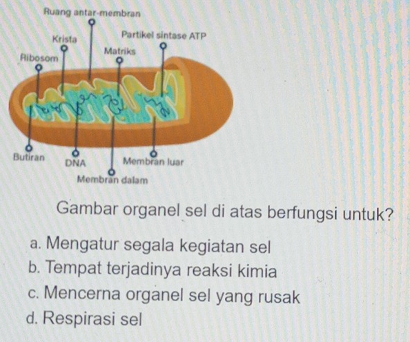 Ruang antar-membran
Gambar organel sel di atas berfungsi untuk?
a. Mengatur segala kegiatan sel
b. Tempat terjadinya reaksi kimia
c. Mencerna organel sel yang rusak
d. Respirasi sel