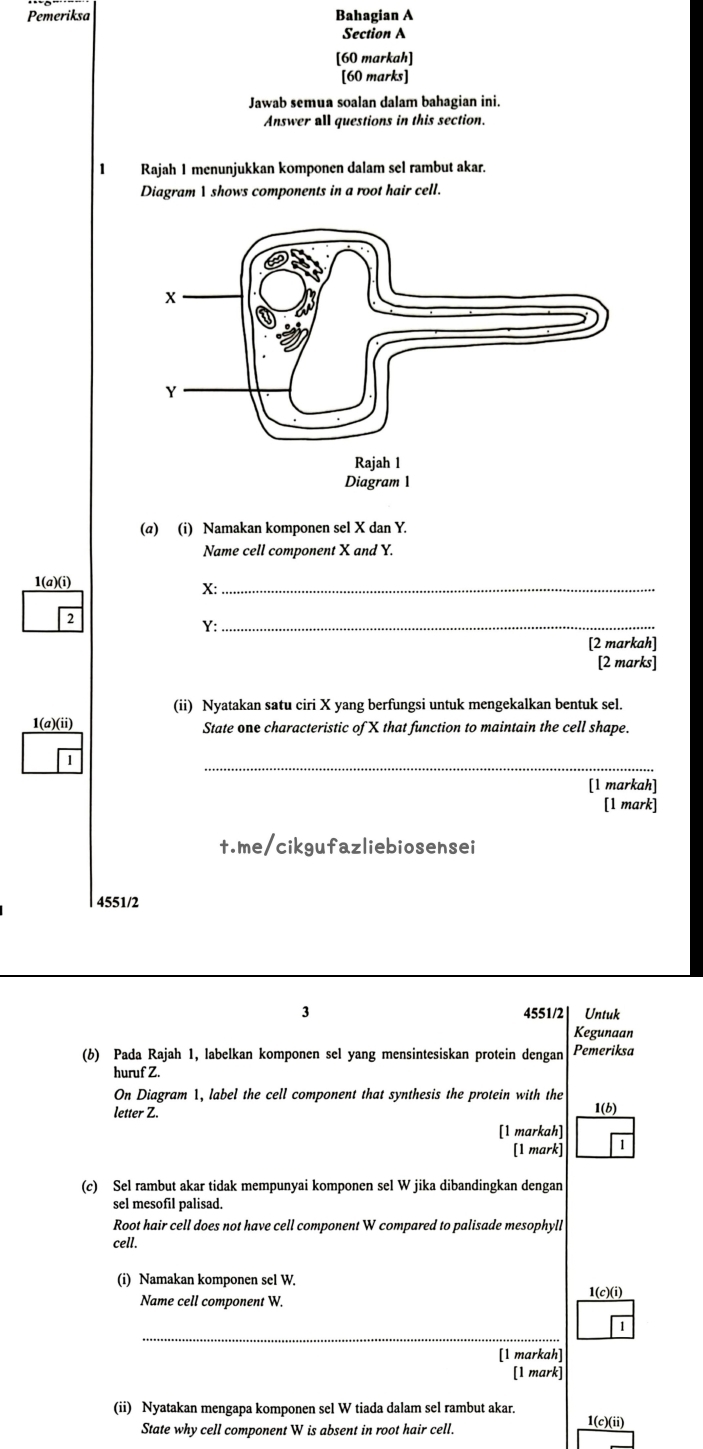 Pemeriksa Bahagian A 
Section A 
[60 markah] 
[60 marks] 
Jawab semua soalan dalam bahagian ini. 
Answer all questions in this section. 
1 Rajah 1 menunjukkan komponen dalam sel rambut akar. 
Diagram I shows components in a root hair cell. 
(a) (i) Namakan komponen sel X dan Y. 
Name cell component X and Y. 
1(a)(i)
X :_ 
2
Y :_ 
[2 markah] 
[2 marks] 
(ii) Nyatakan satu ciri X yang berfungsi untuk mengekalkan bentuk sel. 
1(a)(ii) State one characteristic of X that function to maintain the cell shape. 
_ 
[l markah] 
[1 mark] 
t.me/cikgufazliebiosensei 
4551/2 
3 4551/2 Untuk 
Kegunaan 
(b) Pada Rajah 1, labelkan komponen sel yang mensintesiskan protein dengan Pemeriksa 
huruf Z. 
On Diagram 1, label the cell component that synthesis the protein with the 
letter Z. 
1(b) 
[1 markah] 
[1 mark] 1 
(c) Sel rambut akar tidak mempunyai komponen sel W jika dibandingkan dengan 
sel mesofil palisad. 
Root hair cell does not have cell component W compared to palisade mesophyll 
cell. 
(i) Namakan komponen sel W. 1(c)(i) 
Name cell component W. 
[1 markah] 
[1 mark] 
(ii) Nyatakan mengapa komponen sel W tiada dalam sel rambut akar. 1(c)(ii) 
State why cell component W is absent in root hair cell.