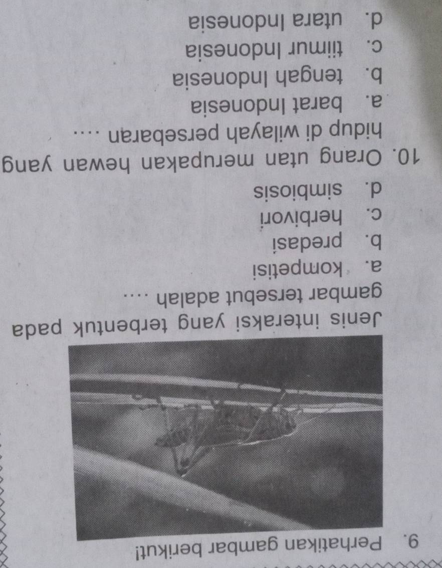 erhatikan gambar berikut!
Jenis interaksi yang terbentuk pada
gambar tersebut adalah ....
a. kompetisi
b. predasi
c. herbivori
d. simbiosis
10. Orang utan merupakan hewan yang
hidup di wilayah persebaran ....
a. barat Indonesia
b. tengah Indonesia
c. tiimur Indonesia
d. utara Indonesia