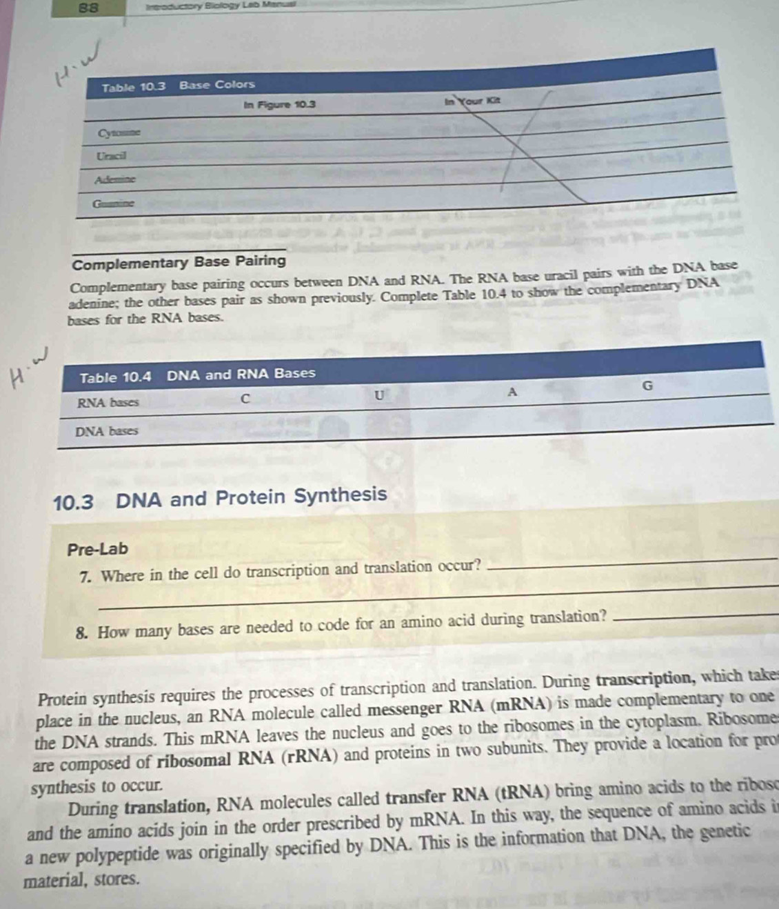Ineoductory Biology Lab Manusl 
Complementary Base Pairing 
Complementary base pairing occurs between DNA and RNA. The RNA base uracil pairs with the DNA base 
adenine; the other bases pair as shown previously. Complete Table 10.4 to show the complementary DNA 
bases for the RNA bases.
10.3 DNA and Protein Synthesis 
_ 
Pre-Lab 
_ 
7. Where in the cell do transcription and translation occur? 
8. How many bases are needed to code for an amino acid during translation?_ 
Protein synthesis requires the processes of transcription and translation. During transcription, which take 
place in the nucleus, an RNA molecule called messenger RNA (mRNA) is made complementary to one 
the DNA strands. This mRNA leaves the nucleus and goes to the ribosomes in the cytoplasm. Ribosome 
are composed of ribosomal RNA (rRNA) and proteins in two subunits. They provide a location for pro 
synthesis to occur. 
During translation, RNA molecules called transfer RNA (tRNA) bring amino acids to the ribosc 
and the amino acids join in the order prescribed by mRNA. In this way, the sequence of amino acids i 
a new polypeptide was originally specified by DNA. This is the information that DNA, the genetic 
material, stores.