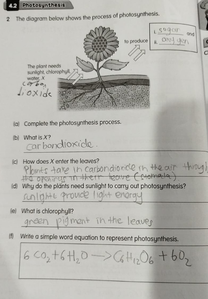 Photosynthesis 
2 The diagram below shows the process of photosynthesis. 
 
C 
(a) Complete the photosynthesis process. 
(b) What is X? 
_ 
(c) How does X enter the leaves? 
_ 
__ 
(d) Why do the plants need sunlight to carry out photosynthesis? 
_ 
(e) What is chlorophyll? 
_ 
(f) Write a simple word equation to represent photosynthesis.