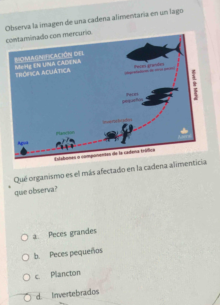 Observa la imagen de una cadena alimentaria en un lago
c.
Qué organismo es el más afectado en la cade
que observa?
a. Peces grandes
b. Peces pequeños
c. Plancton
d. Invertebrados