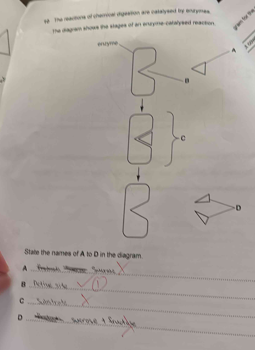 The reactions of chemical digestion are catalysed by enzymes. 
_ 
The diagram shows the stages of an enzyme-catalysed reaction. 
State the names of A to D in the diagram. 
_A 
_ 

_ 
_B 
_C 
_D 
_