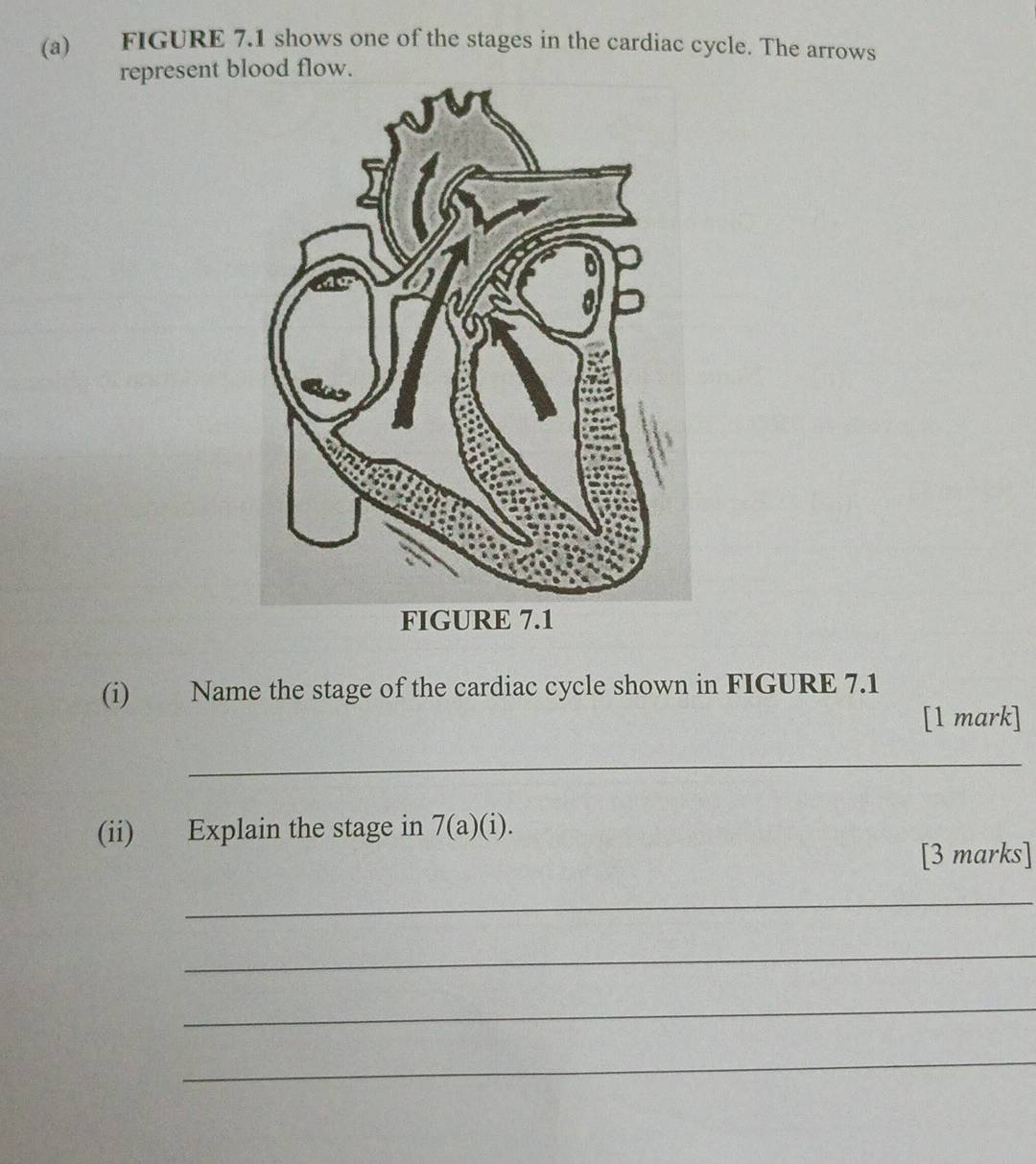 FIGURE 7.1 shows one of the stages in the cardiac cycle. The arrows 
represent blood flow. 
(i) Name the stage of the cardiac cycle shown in FIGURE 7.1 
[1 mark] 
_ 
(ii) Explain the stage in 7(a)(i). 
[3 marks] 
_ 
_ 
_ 
_