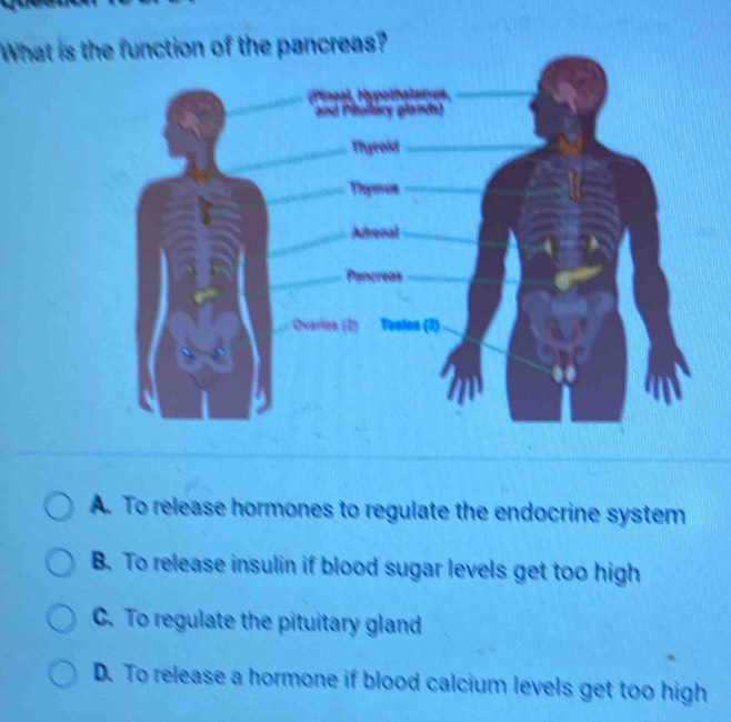 What is the function of the pancreas?
_
and Pitullary glands)
_Thyrold_
Thynu_
Adrenal_
Pancreas_
COvarioa (2) Testes (2)
A. To release hormones to regulate the endocrine system
B. To release insulin if blood sugar levels get too high
C. To regulate the pituitary gland
D. To release a hormone if blood calcium levels get too high