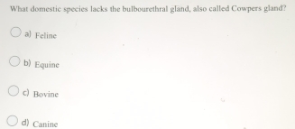 What domestic species lacks the bulbourethral gland, also called Cowpers gland?
a) Feline
b) Equine
c) Bovine
d) Canine