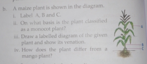 Solved: A maize plant is shown in the diagram. i. Label A, B and C. ii ...