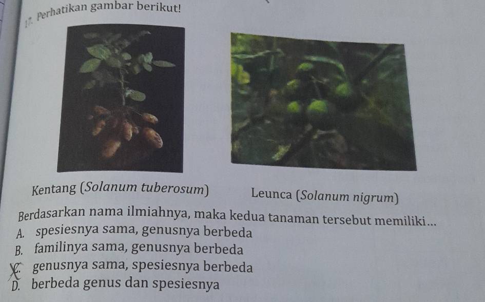 Perhatikan gambar berikut!
Kentang (Solanum tuberosum) Leunca (Solanum nigrum)
Berdasarkan nama ilmiahnya, maka kedua tanaman tersebut memiliki...
A. spesiesnya sama, genusnya berbeda
B. familinya sama, genusnya berbeda
genusnya sama, spesiesnya berbeda
D. berbeda genus dan spesiesnya