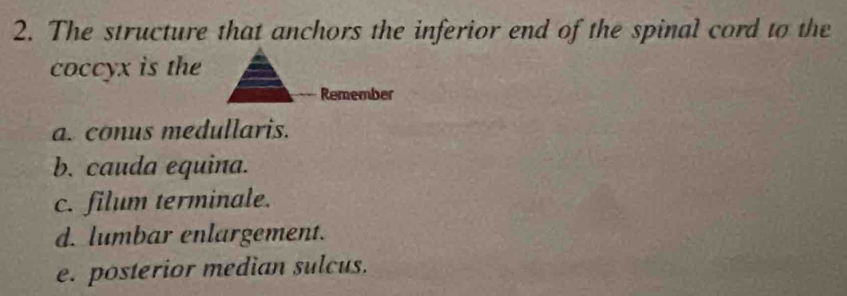 The structure that anchors the inferior end of the spinal cord to the
coccyx is the
Remember
a. conus medullaris.
b. cauda equina.
c. filum terminale.
d. lumbar enlargement.
e. posterior median sulcus.
