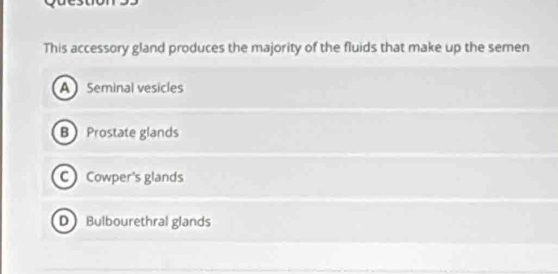 This accessory gland produces the majority of the fluids that make up the semen
A Seminal vesicles
B Prostate glands
C Cowper's glands
D Bulbourethral glands