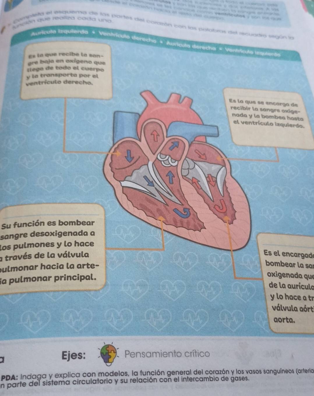 aram na le cdnmce aemos van traution y cón fón cun
S 0 R rangia entgnta
vnción que realiza cada una
s Cempteta el esquema de las partes del corazón con las potabras del recuadio según la
Aurícula Izquierda * Venfrículo derecho * Aurícula derecha * Ventrículo Izquierda
Es la que recibe la san-
ere baja en oxígeno que
llega de todo el cuerpo
y la transporta por el
ventrículo derecho.
Es la que se encarga de
recibir la sangre oxige-
nada y la bombea hasta
el ventrículo izquierdo.
Su función es bombear
sangre desoxigenada a
los pulmones y lo hace
a través de la válvula Es el encargad
pulmonar hacia la arte-
bombear la sar
ia pulmonar principal.
oxigenada que
de la aurículo
y lo hace a tr
válvula aórt
aorta.
Ejes: Pensamiento crítico
PDA: Indaga y explica con modelos, la función general del corazón y los vasos sanguíneos (arteria
n parte del sistema circulatorio y su relación con el intercambio de gases.