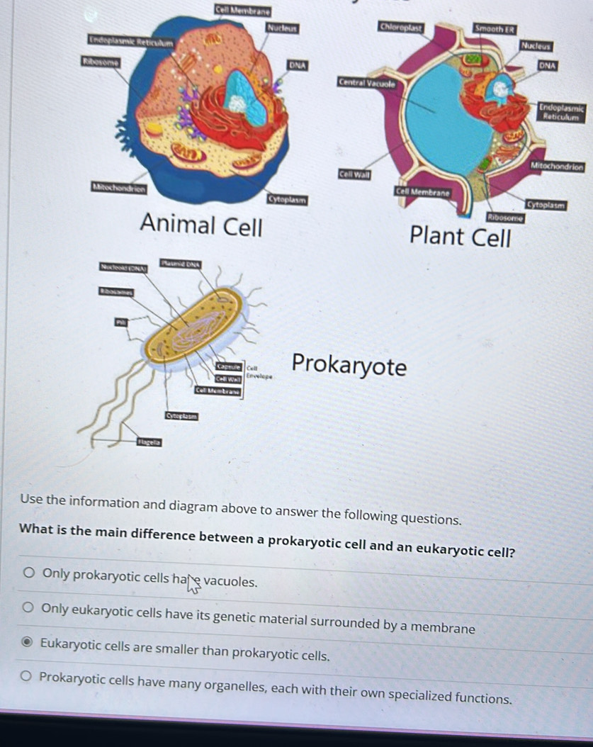 Cell Membran
Prokaryote
Use the information and diagram above to answer the following questions.
What is the main difference between a prokaryotic cell and an eukaryotic cell?
Only prokaryotic cells hare vacuoles.
Only eukaryotic cells have its genetic material surrounded by a membrane
Eukaryotic cells are smaller than prokaryotic cells.
Prokaryotic cells have many organelles, each with their own specialized functions.