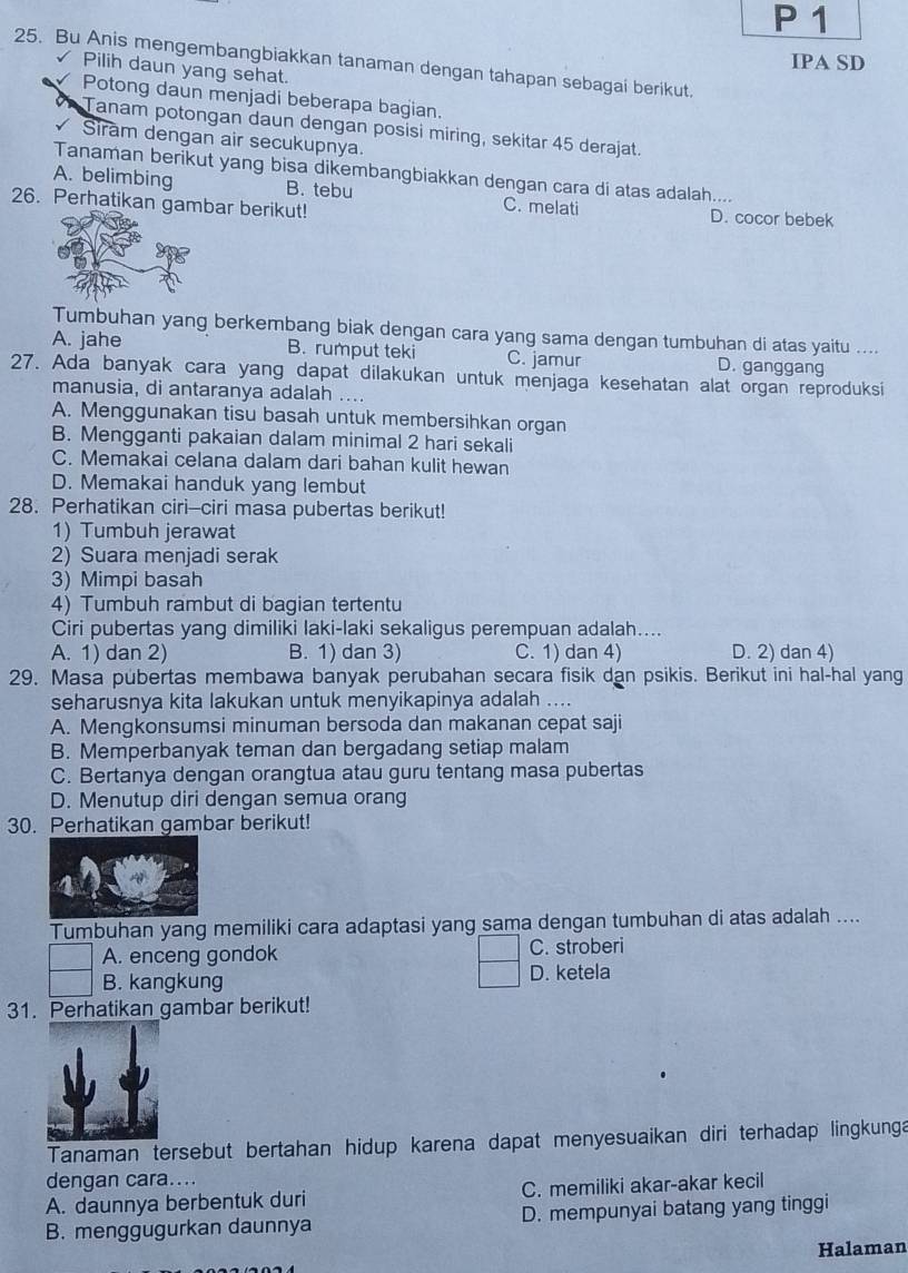 IPA SD
25. Bu Anis mengembangbiakkan tanaman dengan tahapan sebagai berikut.
Pilih daun yang sehat.
Potong daun menjadi beberapa bagian.
a Tanam potongan daun dengan posisi miring, sekitar 45 derajat.
√ Siram dengan air secukupnya.
Tanaman berikut yang bisa dikembangbiakkan dengan cara di atas adalah....
A. belimbing B. tebu C. melati
26. Perhatikan gambar berikut! D. cocor bebek
Tumbuhan yang berkembang biak dengan cara yang sama dengan tumbuhan di atas yaitu ....
A. jahe B. rumput teki C. jamur D. ganggang
27. Ada banyak cara yang dapat dilakukan untuk menjaga kesehatan alat organ reproduksi
manusia, di antaranya adalah ....
A. Menggunakan tisu basah untuk membersihkan organ
B. Mengganti pakaian dalam minimal 2 hari sekali
C. Memakai celana dalam dari bahan kulit hewan
D. Memakai handuk yang lembut
28. Perhatikan ciri--ciri masa pubertas berikut!
1) Tumbuh jerawat
2) Suara menjadi serak
3) Mimpi basah
4) Tumbuh rambut di bagian tertentu
Ciri pubertas yang dimiliki laki-laki sekaligus perempuan adalah....
A. 1) dan 2) B. 1) dan 3) C. 1) dan 4) D. 2) dan 4)
29. Masa pubertas membawa banyak perubahan secara fisik dan psikis. Berikut ini hal-hal yang
seharusnya kita lakukan untuk menyikapinya adalah ....
A. Mengkonsumsi minuman bersoda dan makanan cepat saji
B. Memperbanyak teman dan bergadang setiap malam
C. Bertanya dengan orangtua atau guru tentang masa pubertas
D. Menutup diri dengan semua orang
30. Perhatikan gambar berikut!
Tumbuhan yang memiliki cara adaptasi yang sama dengan tumbuhan di atas adalah ....
A. enceng gondok C. stroberi
B. kangkung D. ketela
31. Perhatikan gambar berikut!
Tanaman tersebut bertahan hidup karena dapat menyesuaikan diri terhadap lingkunga
dengan cara....
A. daunnya berbentuk duri C. memiliki akar-akar kecil
B. menggugurkan daunnya D. mempunyai batang yang tinggi
Halaman