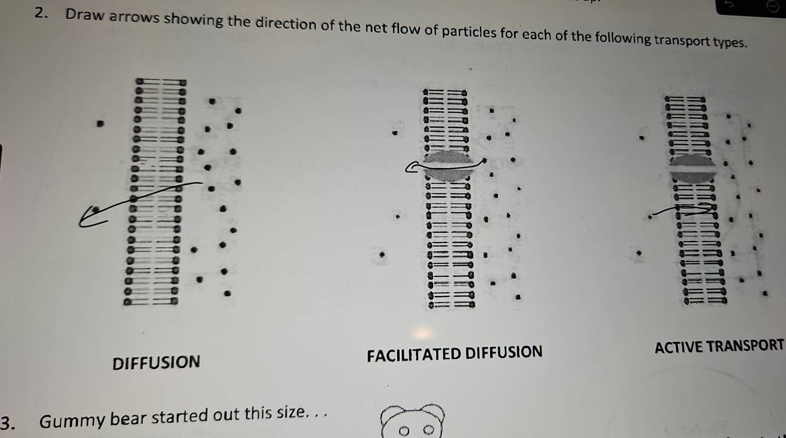 Draw arrows showing the direction of the net flow of particles for each of the following transport types.
DIFFUSION FACILITATED DIFFUSION ACTIVE TRANSPORT
3. Gummy bear started out this size. . .