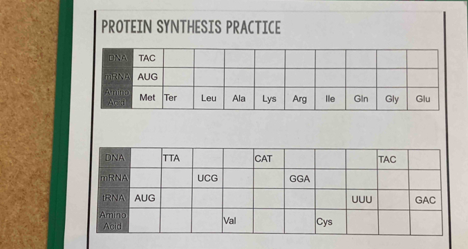 PROTEIN SYNTHESIS PRACTICE