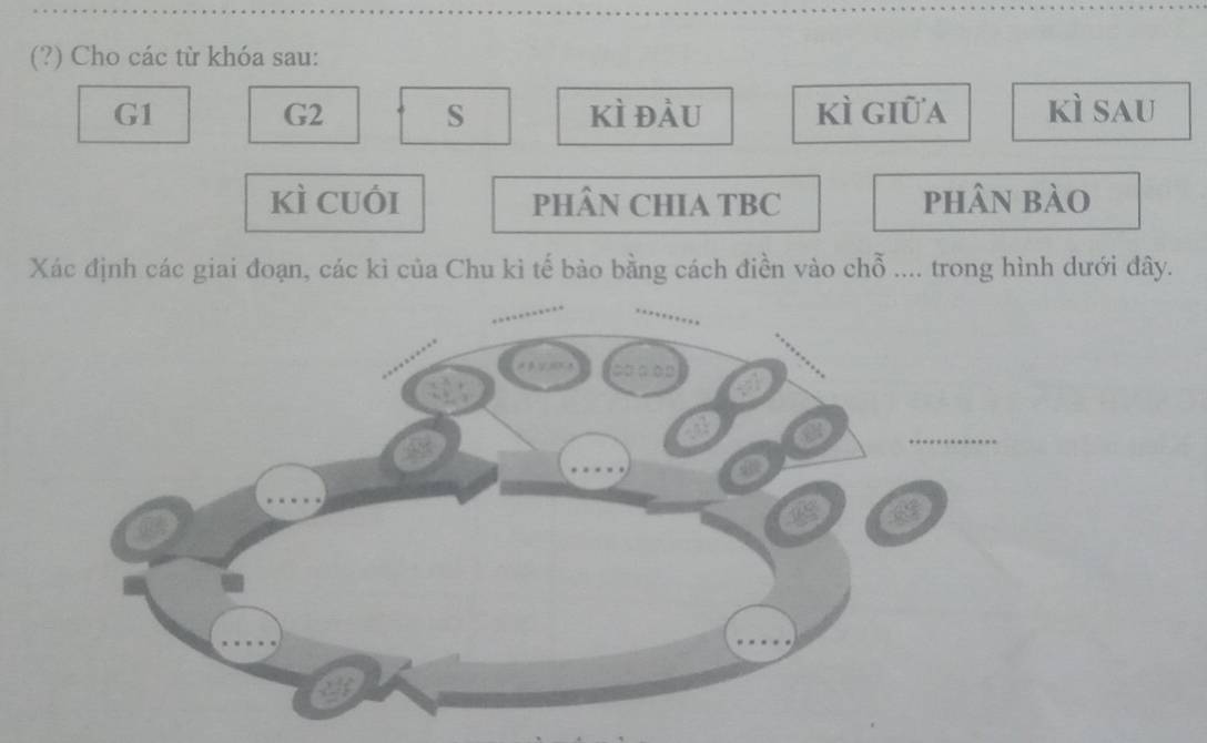 (?) Cho các từ khóa sau: 
G1 kì đàu kì giữa kì sau 
G2 S 
kì cuói PHÂN CHIA TBC phân bào 
Xác định các giai đoạn, các kì của Chu ki tế bào bằng cách điền vào chỗ .... trong hình dưới đây.