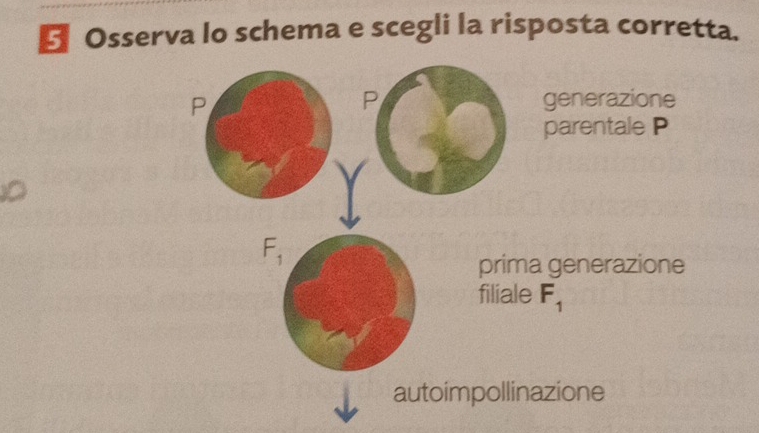 ← Osserva lo schema e scegli la risposta corretta.
P
P generazione
parentale P
F_1
prima generazione
filiale F_1
autoimpollinazione