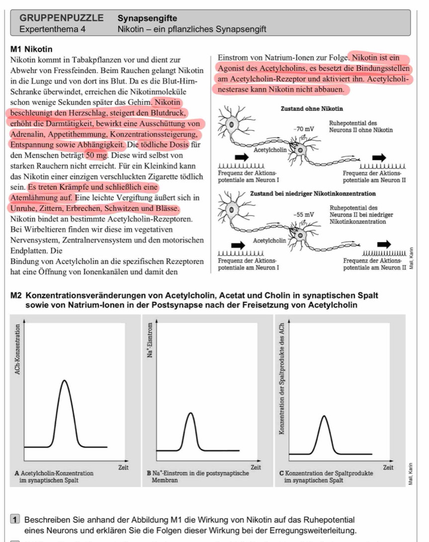 GRUPPENPUZZLE Synapsengifte
Expertenthema 4 Nikotin - ein pflanzliches Synapsengift
M1 Nikotin
Nikotin kommt in Tabakpflanzen vor und dient zur Einstrom von Natrium-Ionen zur Folge. Nikotin ist ein
Abwehr von Fressfeinden. Beim Rauchen gelangt Nikotin Agonist des Acetylcholins, es besetzt die Bindungsstellen
in die Lunge und von dort ins Blut. Da es die Blut-Hirn- am Acetylcholin-Rezeptor und aktiviert ihn. Acetylcholi-
Schranke überwindet, erreichen die Nikotinmoleküle nesterase kann Nikotin nicht abbauen.
schon wenige Sekunden später das Gehir. Nikotin
beschleunigt den Herzschlag, steigert den Blutdruck,
erhöht die Darmtätigkeit, bewirkt eine Ausschüttung von
Adrenalin, Appetithemmung, Konzentrationssteigerung,
Entspannung sowie Abhängigkeit. Die tödliche Dosis für
den Menschen beträgt 50 mg. Diese wird selbst von
starken Rauchern nicht erreicht. Für ein Kleinkind kann
das Nikotin einer einzigen verschluckten Zigarette tödlich
sein. Es treten Krämpfe und schließlich eine
Atemlähmung auf. Eine leichte Vergiftung äußert sich in
Unruhe, Zittern, Erbrechen, Schwitzen und Blässe. 
Nikotin bindet an bestimmte Acetylcholin-Rezeptoren. 
Bei Wirbeltieren finden wir diese im vegetativen
Nervensystem, Zentralnervensystem und den motorischen
Endplatten. Die 
Bindung von Acetylcholin an die spezifischen Rezeptoren
hat eine Öffnung von Ionenkanälen und damit den 
M2 Konzentrationsveränderungen von Acetylcholin, Acetat und Cholin in synaptischen Spalt
sowie von Natrium-lonen in der Postsynapse nach der Freisetzung von Acetylcholin
:
5
E
Zeit Zeit Zeit
A Acetylcholin-Konzentration B Na*-Einstrom in die postsynaptische C Konzentration der Spaltprodukte
im synaptischen Spalt Membran im synaptischen Spalt
1 Beschreiben Sie anhand der Abbildung M1 die Wirkung von Nikotin auf das Ruhepotential
eines Neurons und erklären Sie die Folgen dieser Wirkung bei der Erregungsweiterleitung.