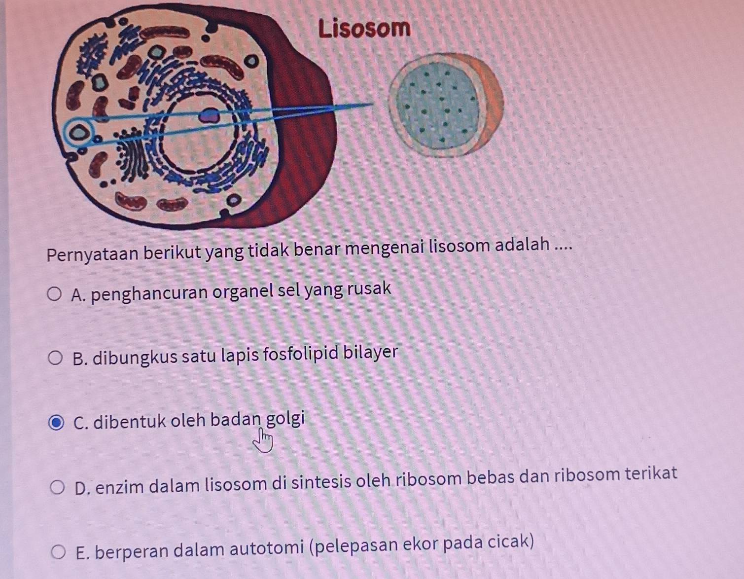 ....
A. penghancuran organel sel yang rusak
B. dibungkus satu lapis fosfolipid bilayer
C. dibentuk oleh badan golgi
D. enzim dalam lisosom di sintesis oleh ribosom bebas dan ribosom terikat
E. berperan dalam autotomi (pelepasan ekor pada cicak)