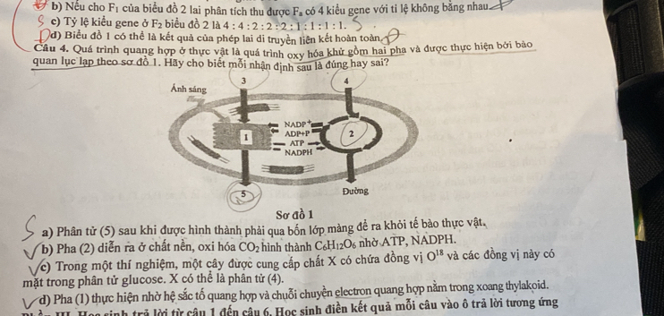 Nếu cho F_1 của biểu đồ 2 lai phân tích thu được F_a
c) Tỷ lệ kiểu gene ở F_2 biểu đồ 2 là 4:4:2:2:2:1:1:1:1 có 4 kiểu gene với tỉ lệ không bằng nhau
(đ) Biểu đồ 1 có thể là kết quả của phép lai di truyền liên kết hoàn toàn,
Câu 4. Quá trình quang hợp ở thực vật là quá trình oxy hóa khử gồm hai pha và được thực hiện bởi bào
quan lục lạp theo sơ đồ 1. Hãy chọ biết mỗi nhận định sau là đúng hay sai?
a) Phân tử (5) sau khi được hình thành phải qua bốn lớp màng để ra khỏi tế bào thực vật.
b) Pha (2) diễn ra ở chất nền, oxi hóa CO_2 hình thành C_6H_12O_6 nhờ ATP, NADPH.
(c) Trong một thí nghiệm, một cây được cung cấp chất X có chứa đồng vị O^(18) và các đồng vị này có
mặt trong phân tử glucose. X có thể là phân tử (4).
d) Pha (1) thực hiện nhờ hệ sắc tố quang hợp và chuỗi chuyền electron quang hợp nằm trong xoang thylakoid.
vinh trả lời từ câu 1 đến câu 6, Học sinh điền kết quả mỗi câu vào ô trả lời tương ứng