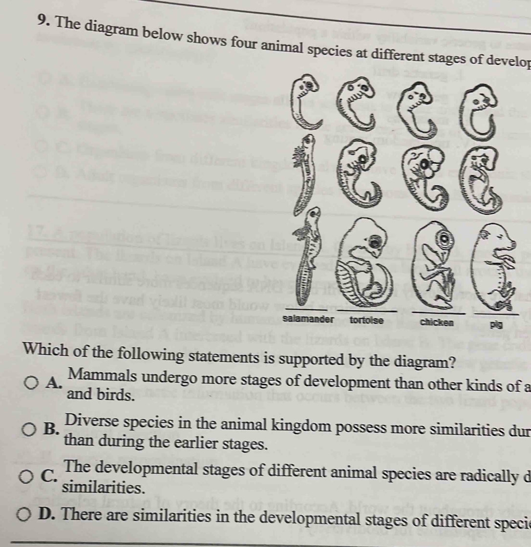 The diagram below shows four animal species at different stages of develop
salamander tortoise chicken pig
Which of the following statements is supported by the diagram?
A. Mammals undergo more stages of development than other kinds of a
and birds.
B. Diverse species in the animal kingdom possess more similarities dur
than during the earlier stages.
C. The developmental stages of different animal species are radically d
similarities.
D. There are similarities in the developmental stages of different specie