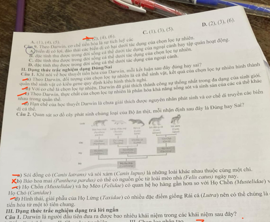 (2),(3),(6).
(2), (4), (6). C. (1), (3), (5).
A. (1), (4), (5).
Cần 9. Theo Darwin, cơ chế tiên hoa là sự tích luỹ các
A biển dị có lới, đảo thái các biên dị có hai dưới tác dụng của chọn lọc tự nhiên.
B. đặc tính thu được trong đời sống cá thể dưới tác dụng của ngoại cảnh hay tập quán hoạt động.
C. đặc tính thu được trong đời sông cá thể dưới tác dụng của chọn lọc tự nhiên.
D. đặc tính thu được trong đời sông cá thể dưới tác dụng của ngoại cảnh.
II. Dạng thức trắc nghiệm dạng Đúng/Sai
Câu 1. Khi nói về học thuyết tiến hóa của Darwin, mỗi kết luận sau đây đúng hay sai?
u) Theo Darwin, đổi tượng của chọn lọc tự nhiên là cá thể sinh vật, kết quả của chọn lọc tự nhiên hình thành
quản thể sinh vật có kiêu gene quy định kiêu hình thích nghĩ.
D) Với cơ chế là chọn lọc tự nhiên. Darwin đã giải thích thành công sự thống nhất trong đa dạng của sinh giới.
*) Theo Darwin. thực chất của chọn lọc tự nhiên là phân hóa khả năng sống sót và sinh sản của các cá thể khác
0) Hạn chế của học thuyết Darwin là chưa giải thích được nguyên nhân phát sinh và cơ chế di truyền các biến
nhau trong quần thế.
dị cá thể.
Câu 2. Quan sát sơ đồ cây pộ ăn thịt, mỗi nhận định sau đây là Đúng hay Sai?
2) Sói đồng có (Canis latrans) và sói xám (Canis lupus) là những loài khác nhau thuộc cùng một chi.
Xb) Báo hoa mai (Panthera pardus) có thể có nguồn gốc từ loài mèo nhà (Felis catus) ngày nay.
c) Họ Chồn (Mustelidae) và họ Mèo (Felidae) có quan hệ họ hàng gần hơn so với Họ Chồn (Mustelidae) v
Họ Chó (Canidae)
d) Hình thái, giải phẫu của Họ Lừng (Taxidae) có nhiều đặc điểm giống Rái cá (Lutra) nên có thể chúng là
tiến hóa từ một tổ tiên chung.
III. Dạng thức trắc nghiệm dạng trã lời ngắn
Câu 1. Darwin là người đầu tiên đưa ra được bao nhiêu khái niệm trong các khái niệm sau đây?