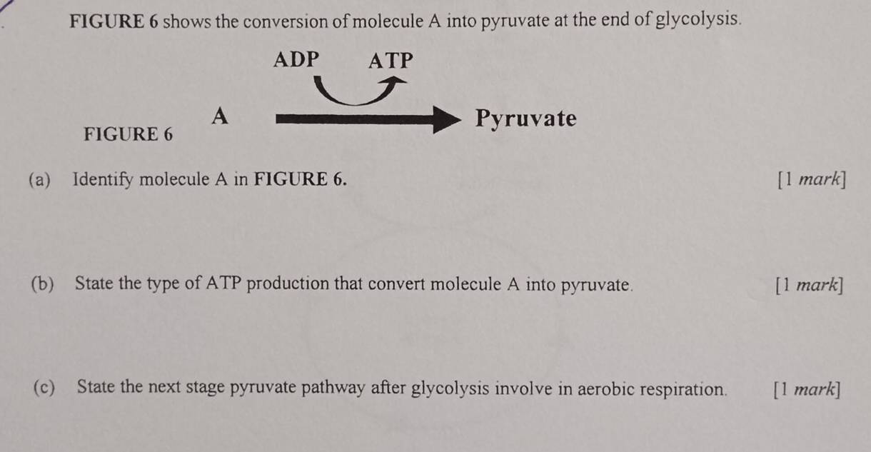 FIGURE 6 shows the conversion of molecule A into pyruvate at the end of glycolysis. 
A 
FIGURE 6 
(a) Identify molecule A in FIGURE 6. [1 mark] 
(b) State the type of ATP production that convert molecule A into pyruvate. [1 mark] 
(c) State the next stage pyruvate pathway after glycolysis involve in aerobic respiration. [1 mark]