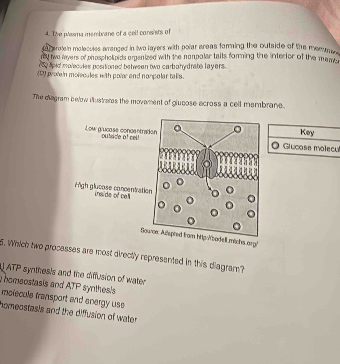 The plasma membrane of a cell consists of
(A) protein molecules arranged in two layers with polar areas forming the outside of the membrane
(B) two layers of phospholipids organized with the nonpolar tails forming the interior of the membr
(C) lipid molecules positioned between two carbohydrate layers.
(D) protein molecules with polar and nonpolar tails.
The diagram below illustrates the movement of glucose across a cell membrane.
Key
Glucose molecul
/
5. Which two processes are most directly represented in this diagram?
ATP synthesis and the diffusion of water
) homeostasis and ATP synthesis
molecule transport and energy use
homeostasis and the diffusion of water .