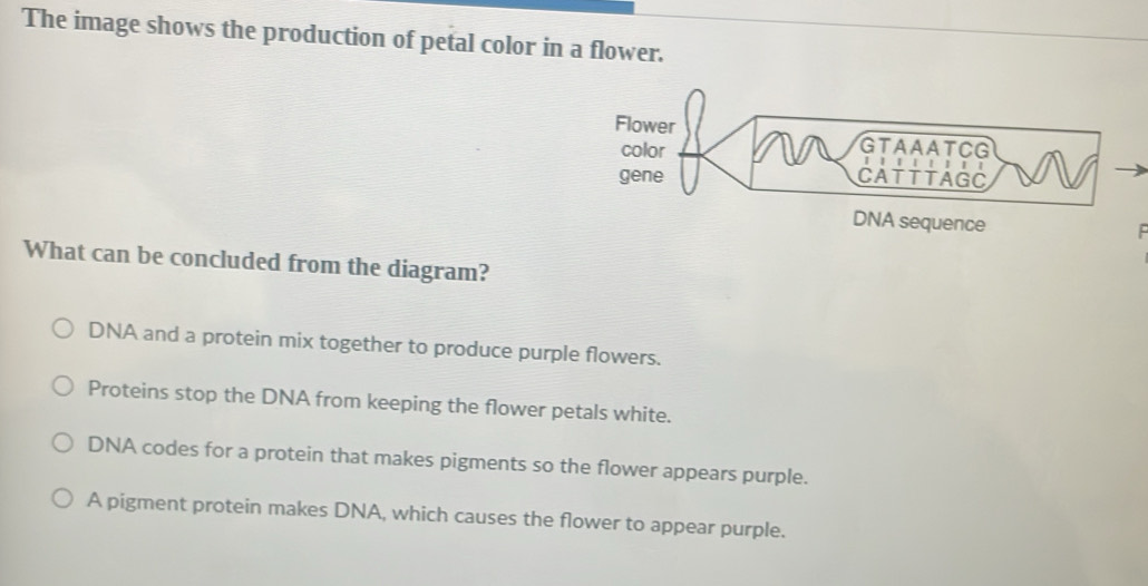 The image shows the production of petal color in a flower.
Flower
color
GTAAATCG
gene CATTTAGC
DNA sequence
What can be concluded from the diagram?
DNA and a protein mix together to produce purple flowers.
Proteins stop the DNA from keeping the flower petals white.
DNA codes for a protein that makes pigments so the flower appears purple.
A pigment protein makes DNA, which causes the flower to appear purple.