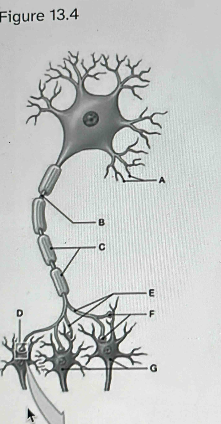 Figure 13.4
D